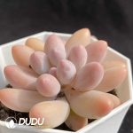 Graptopetalum Glutinous Rice Balls - Image 2
