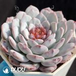Echeveria White Sundae - Image 2