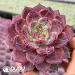 Echeveria Ecstatic - Image 2