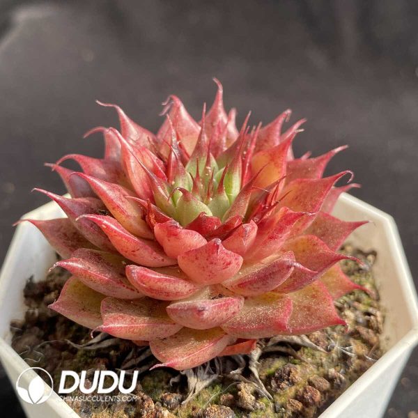 e202-410.jpg Echeveria Red Star - Image 2