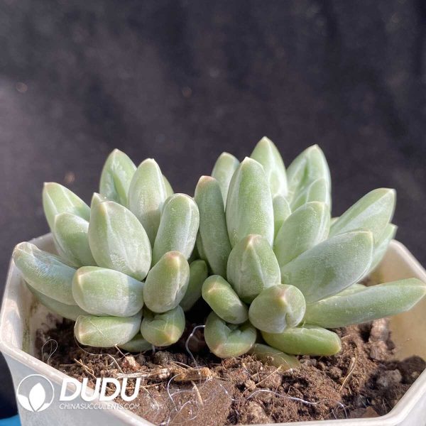 e202-411.jpg Pachyphytum Urakla Double Heads - Image 2