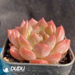 Echeveria 080 Pink Sugar - Image 2