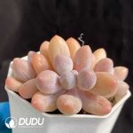 Graptopetalum  glutinous rice balls clustering - Image 2