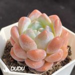Echeveria Thick Dream - Image 2