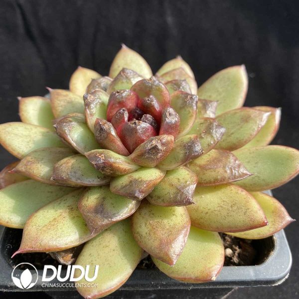 e202-415.jpg Echeveria Red Dragon Fruit - Image 2
