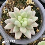 Echeveria StellaLou Beauty Series Variegated - Image 2