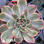 Echeveria Peach Blossom Silky Vairegated - Image 2