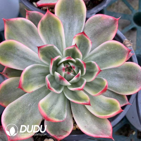 e202-417.jpg Echeveria Peach Blossom Silky Vairegated - Image 2