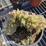 Aeonium Confession Cristata - Image 2