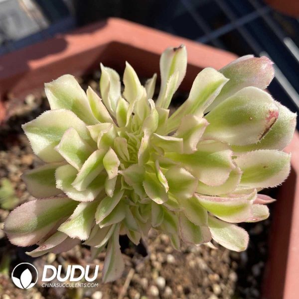 e202-419.jpg Aeonium Confession Grafted Cristata - Image 2