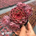 Echeveria Mokha Clustering - Image 2