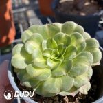 Aeonium Jadeite Glass Wide Variegated - Image 2