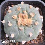 Cactus Lophophora Fricii - Image 2