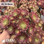 Aeonium Yuzi Clustering - Image 2