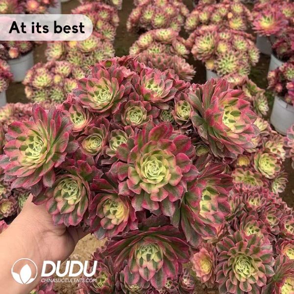 Aeonium Yuzi Clustering - Image 2