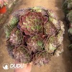 Aeonium Flower Moon Night Clustering - Image 2