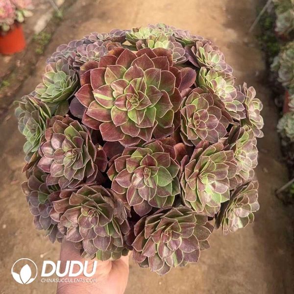 Aeonium Flower Moon Night Clustering - Image 2