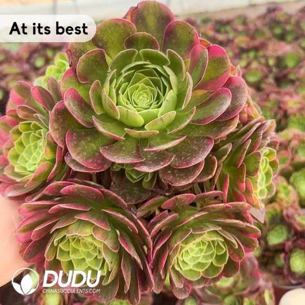 Aeonium Milk White Variegated Clustering - Image 2