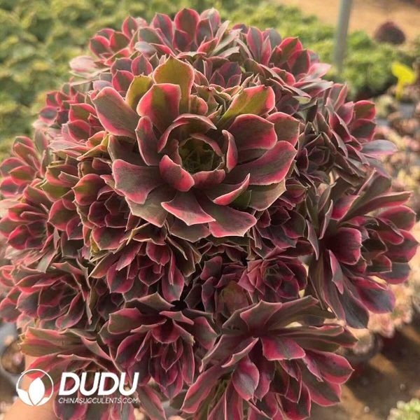 Aeonium Female Demon Clustering - Image 2