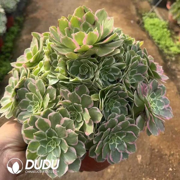 Aeonium Honey Peach Clustering - Image 2