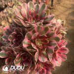 Aeonium Pink Girl Clustering - Image 2