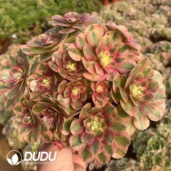 Aeonium Cloud Clustering - Image 2
