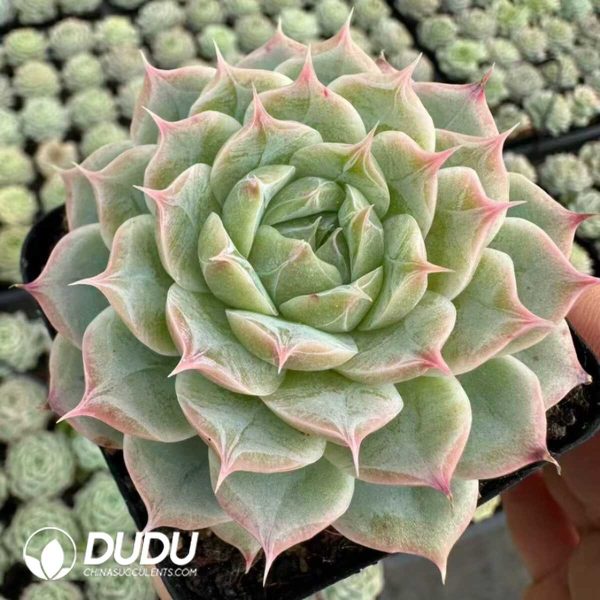 Echeveria Indifferent Young Man - Image 2