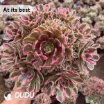 Aeonium Demon Moon Clustering Extra Large Size - Image 2