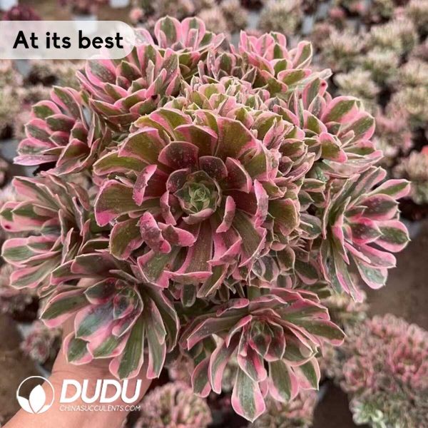 Aeonium Demon Moon Clustering Medium Size - Image 2