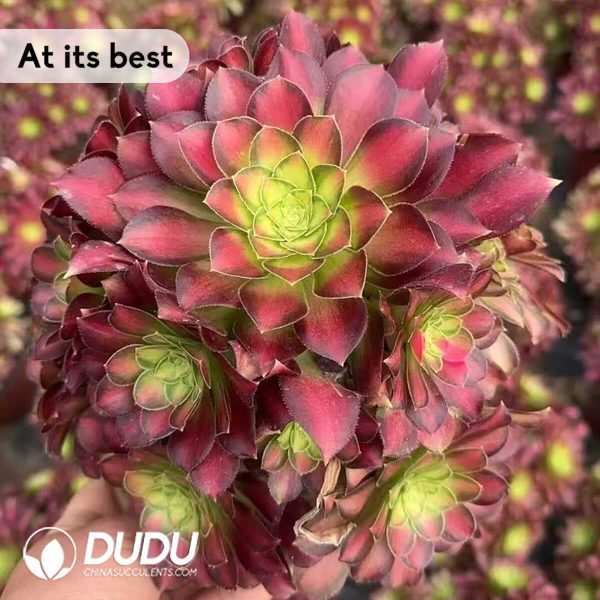 Aeonium Shaohua Clustering - Image 2