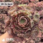 Aeonium Pink Flower Demon Clustering - Image 2