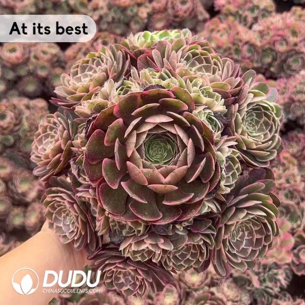 Aeonium Pink Flower Demon Clustering - Image 2