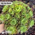 Aeonium Golden Lime Clustering - Image 2
