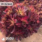 Aeonium Firework Clustering - Image 2