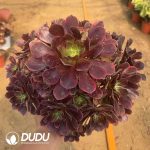 Aeonium Cloud Veil Clustering - Image 2
