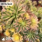 Aeonium Xinia Clustering - Image 2