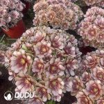 Aeonium Red Demon Clustering - Image 2