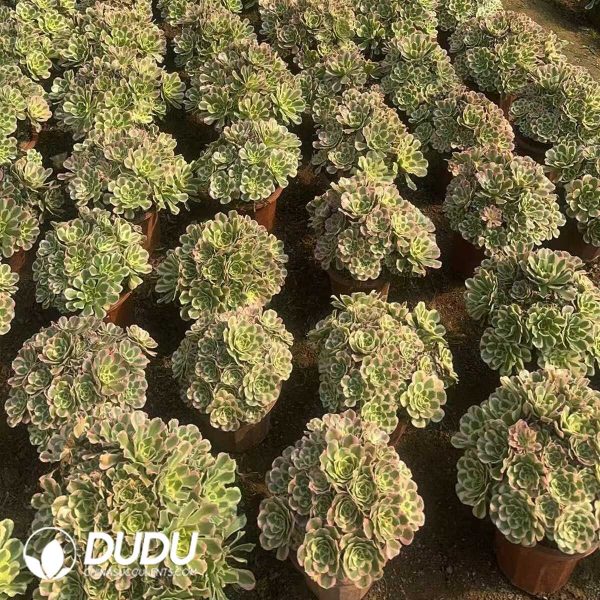 Aeonium White Phoenix Clustering - Image 2