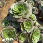 Aeonium Charming Gold Rose Clustering - Image 2