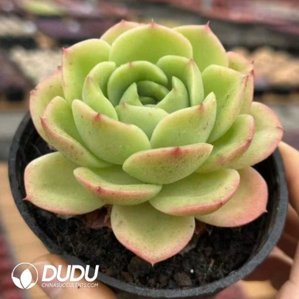 Echeveria Peach Pride - Image 2