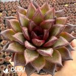 Echeveria Xuanqiao - Image 2