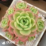 Echeveria Peach Pride Clustering - Image 2