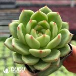 Echeveria Leafhopper - Image 2