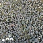 (Seed Grown)Gymnocalycium Ragonesei Seedlings 100 pcs - Image 2