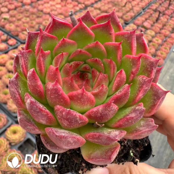 Echeveria Pineapple Cake - Image 2