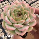 Echeveria Cigar - Image 2