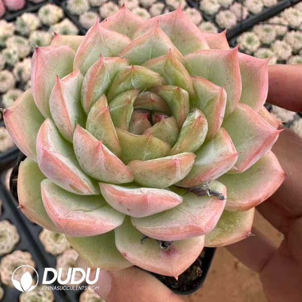 Echeveria Cigar - Image 2