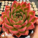 Echeveria As You Wish - Image 2