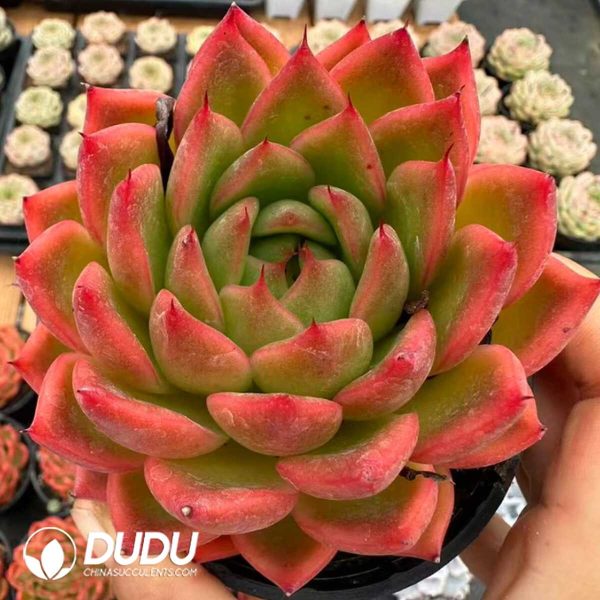 Echeveria As You Wish - Image 2