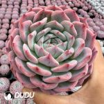 Echeveria Hepbum - Image 2